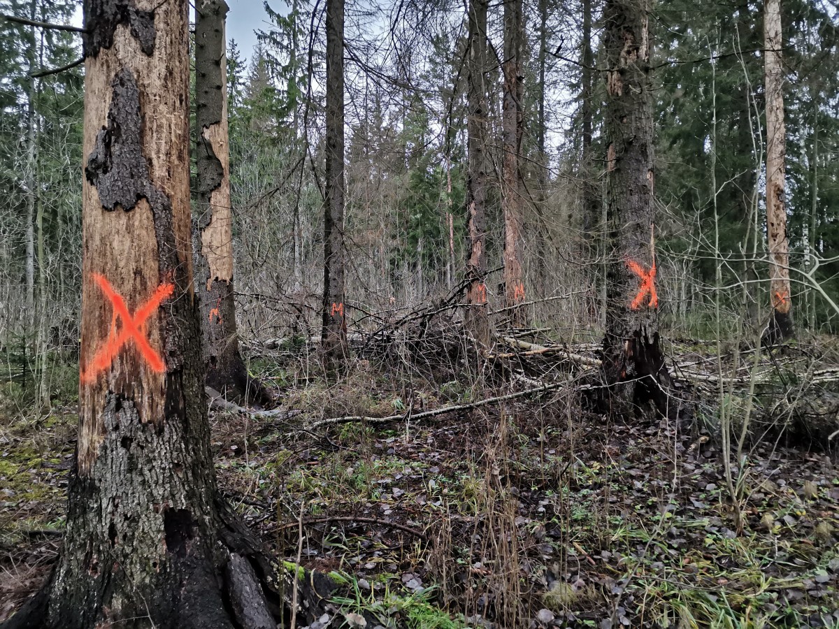 Central Park, felling marks on trees