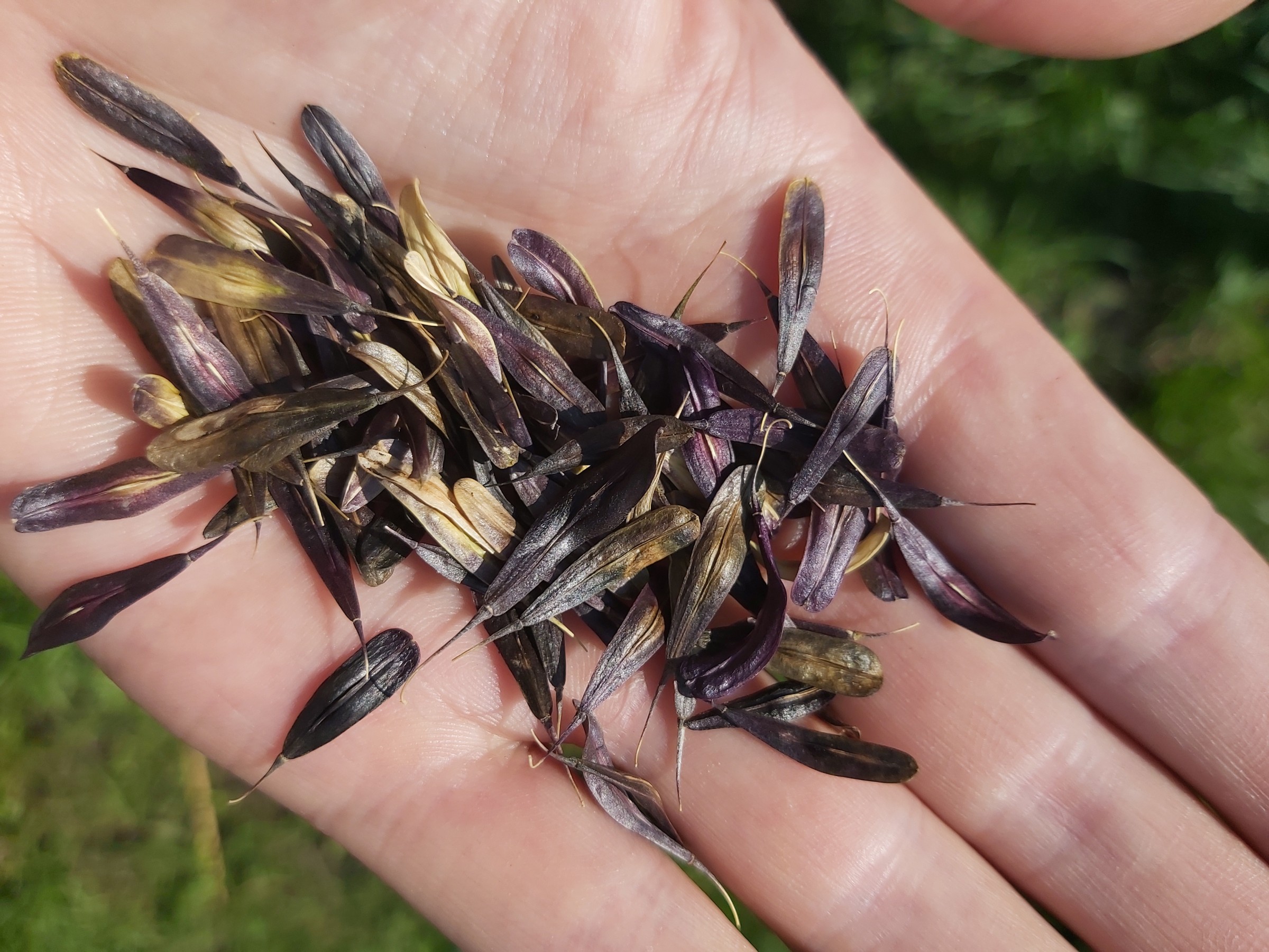 Woad seeds held by a human palm