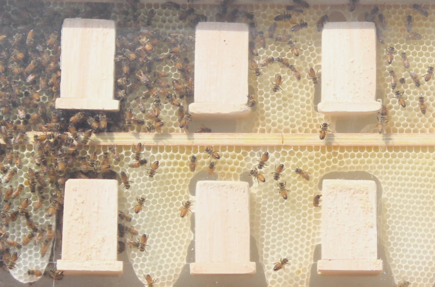 Human Beeing hive shoot