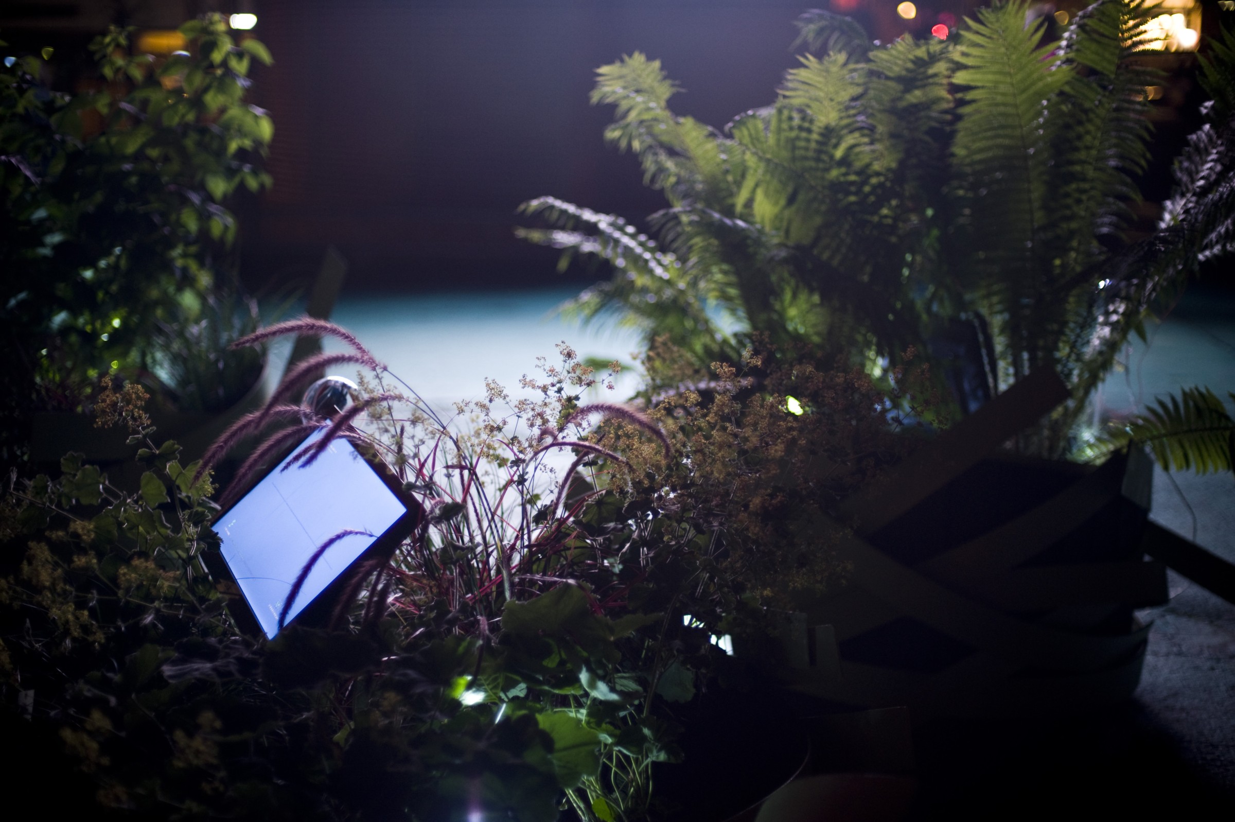 Organic Cinema plants and screen in the dark